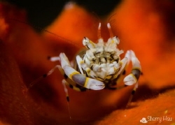 Striped Bumblebee Shrimp @ Anilao by Sherry Hsu 